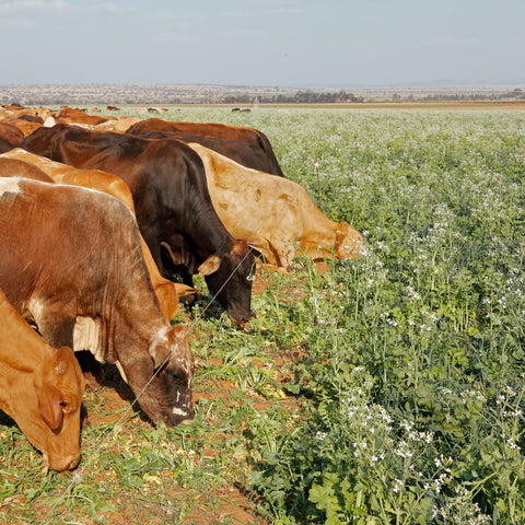 Mountain Valley Seed Co. nine-variety label highlights winter-kill and seasonal coverage.