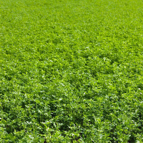 Mountain Valley Seed Company alfalfa seeds 1lb pack for versatile gardening and cover crops