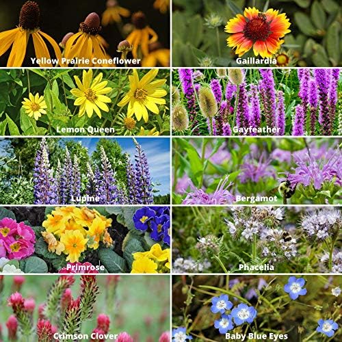 Mountain Valley Seed Co nectar sources support pollinator habitats