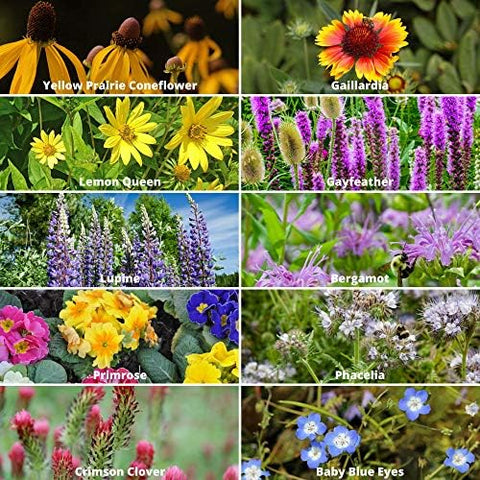 Mountain Valley Seed Co nectar sources support pollinator habitats