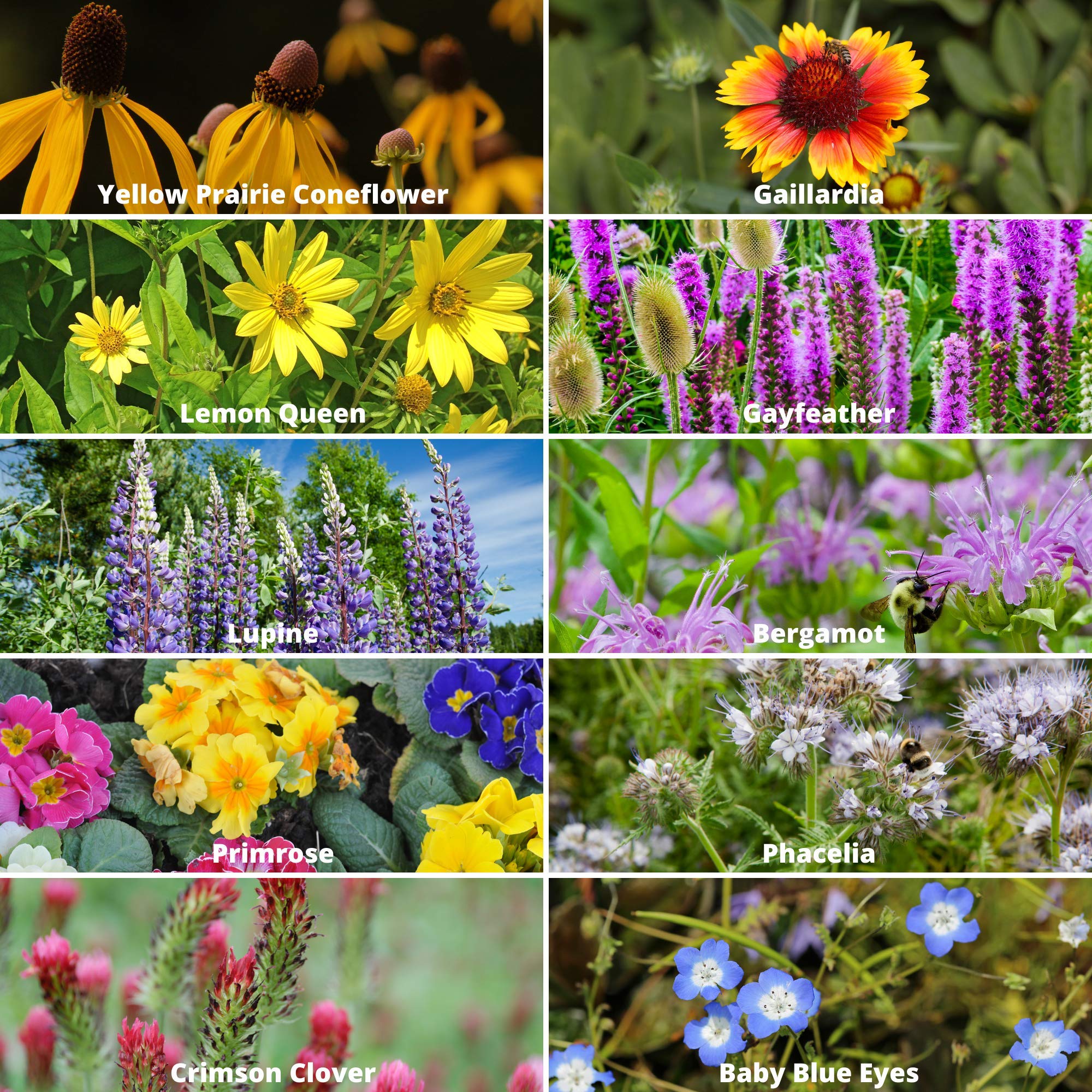 Mountain Valley Seed Co donates to Bee Conservancy with every purchase.