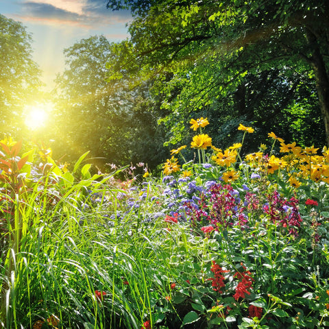 Mountain Valley Seed Company butterfly milkweed seeds boost nectar sources.