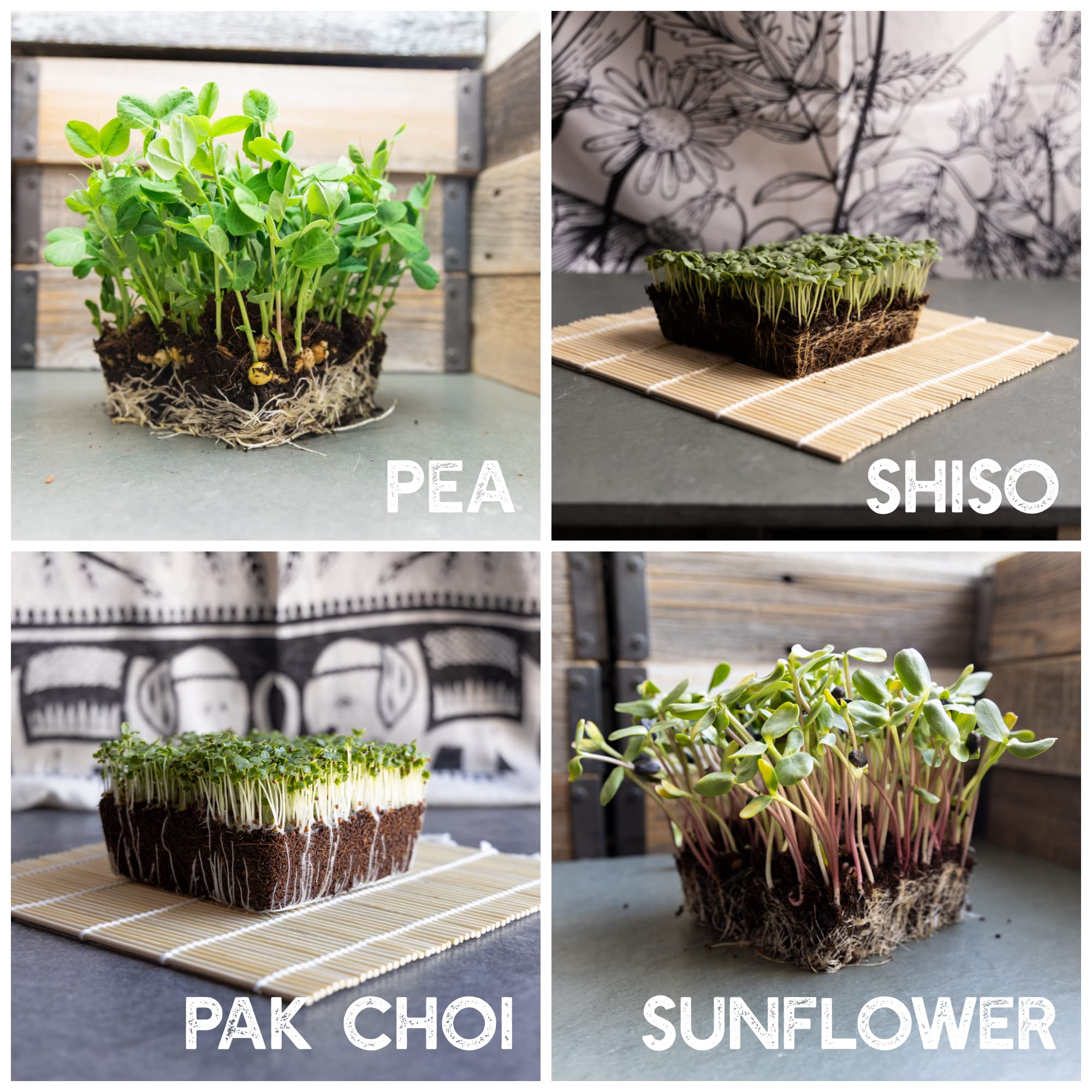 Mountain Valley Seed Company cilantro microgreens for fresh meals and toppings