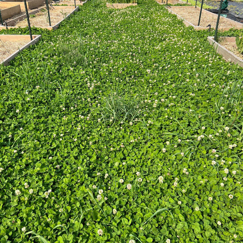 Mountain Valley Seed Co clover ground cover spreading to protect soil.