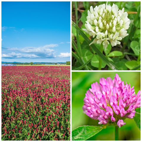 Mountain Valley Clover Trio Blend pack showing three clover varieties for diverse soil enrichment.