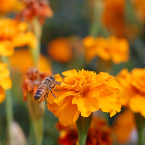 Mountain Valley Seed Co North America-wide non-GMO wildflower blend