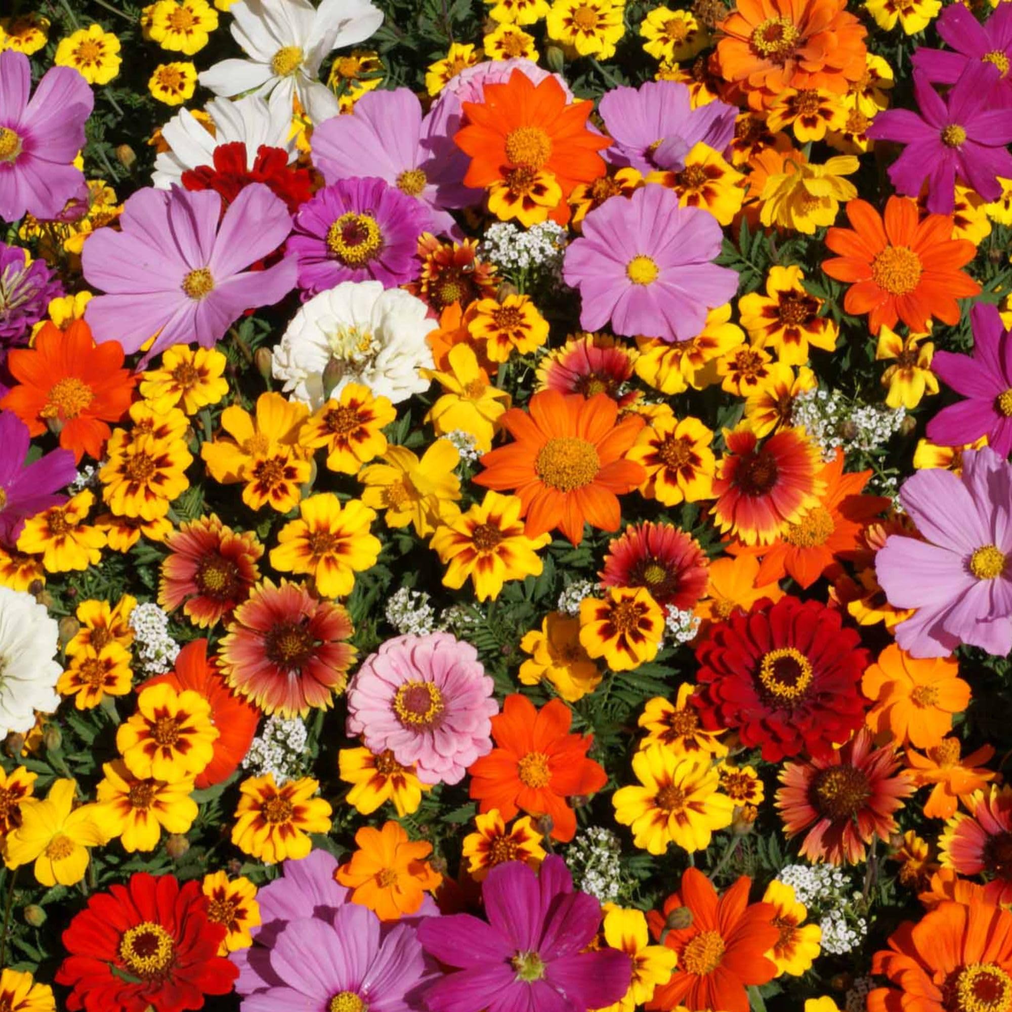 Mountain Valley Seed Company drought-tolerant seeds for sunny beds.
