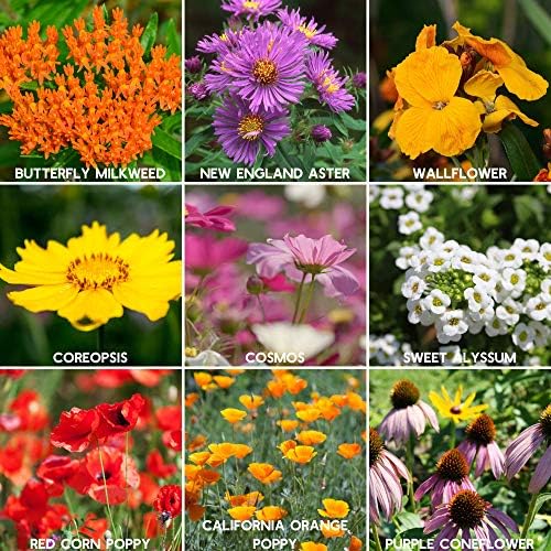 Mountain Valley Seed Co easy-to-grow mix ideal for kids' gardens