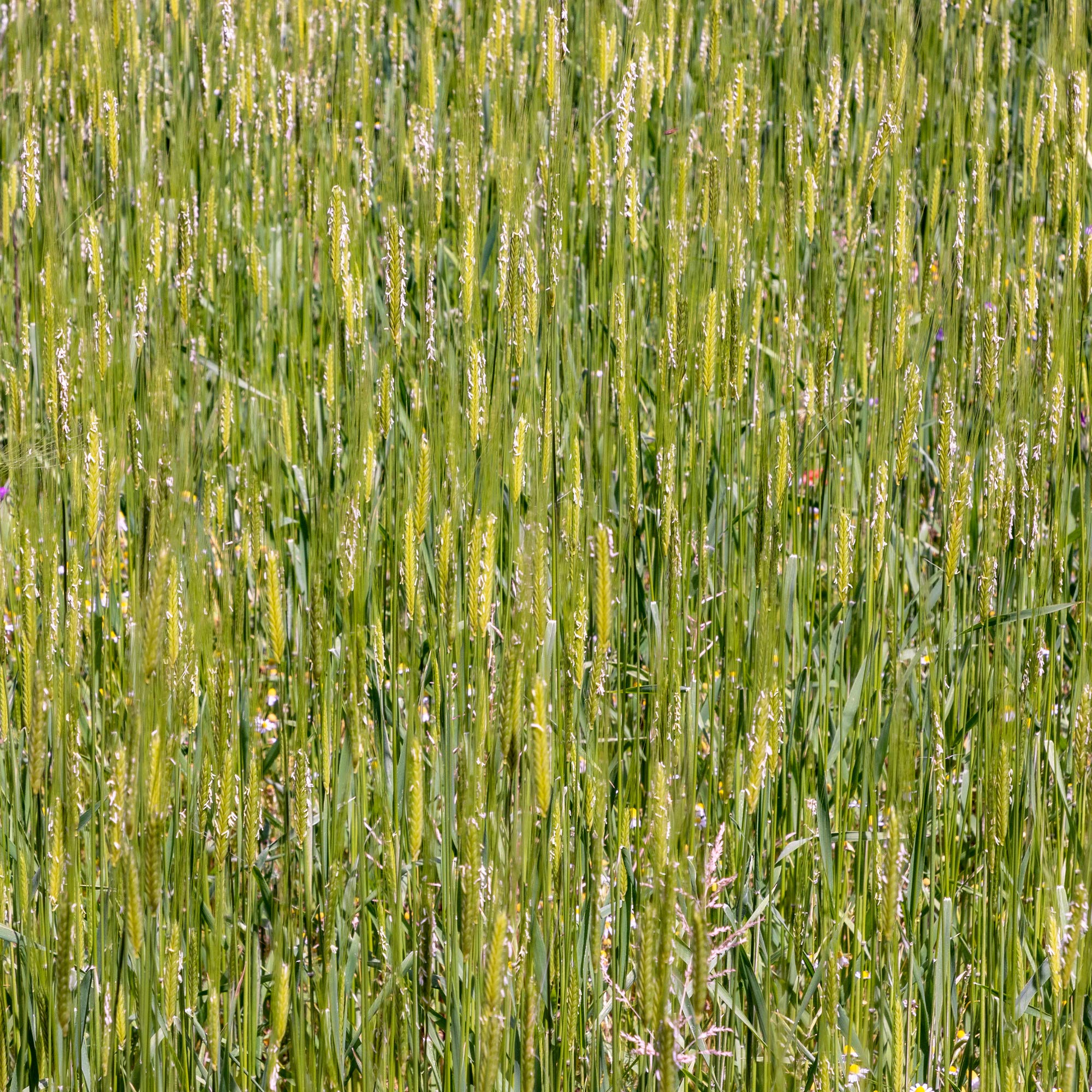 Mountain Valley Seed Company einkorn seeds ready for home malting and experiments.
