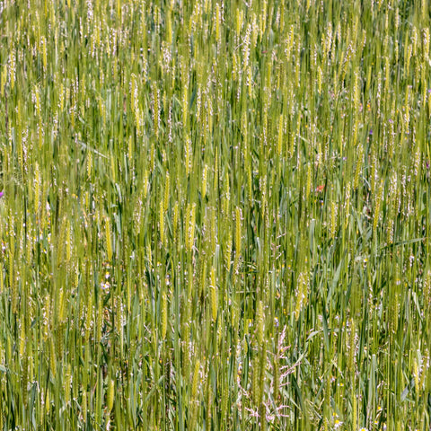 Mountain Valley Seed Company einkorn seeds ready for home malting and experiments.