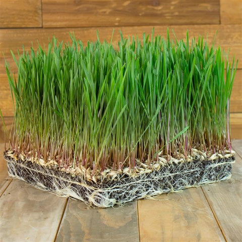 Mountain Valley Seed Company organic einkorn seeds suitable for small-batch malting at home.