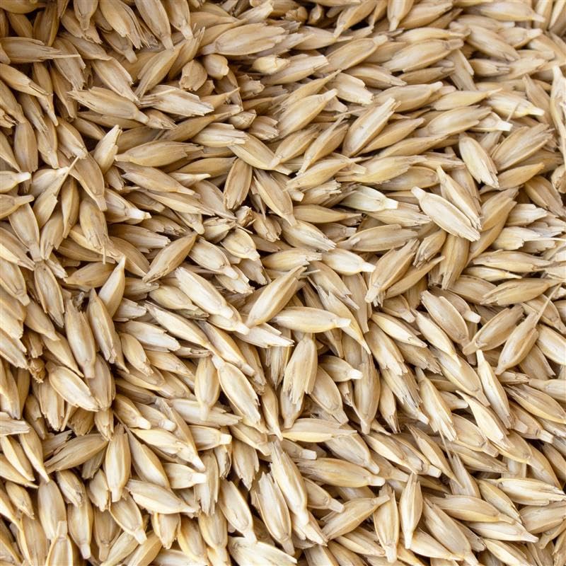 Mountain Valley Seed Company einkorn sprouting seeds for fresh greens and wheatgrass.