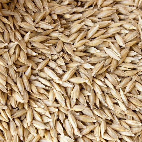 Mountain Valley Seed Company einkorn sprouting seeds for fresh greens and wheatgrass.
