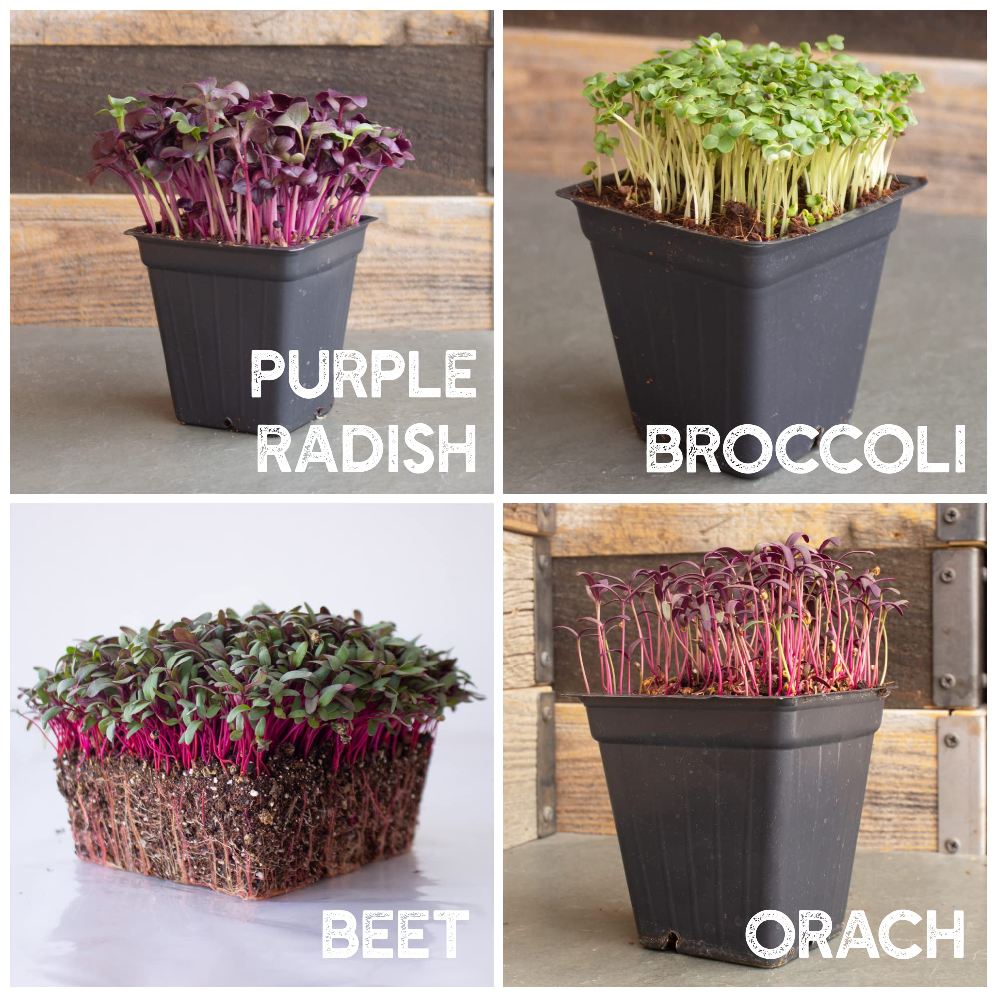 Mountain Valley Seed Company garden cress microgreens for peppery notes