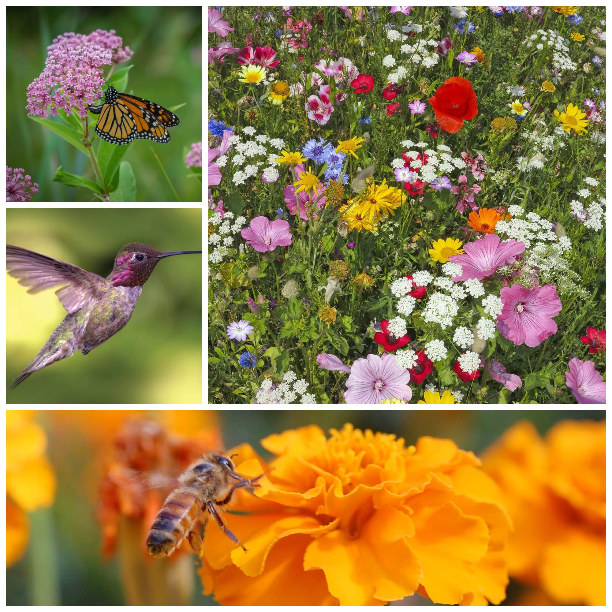 Hummingbird & Butterfly mix blooms attract hummingbirds in sunny borders.