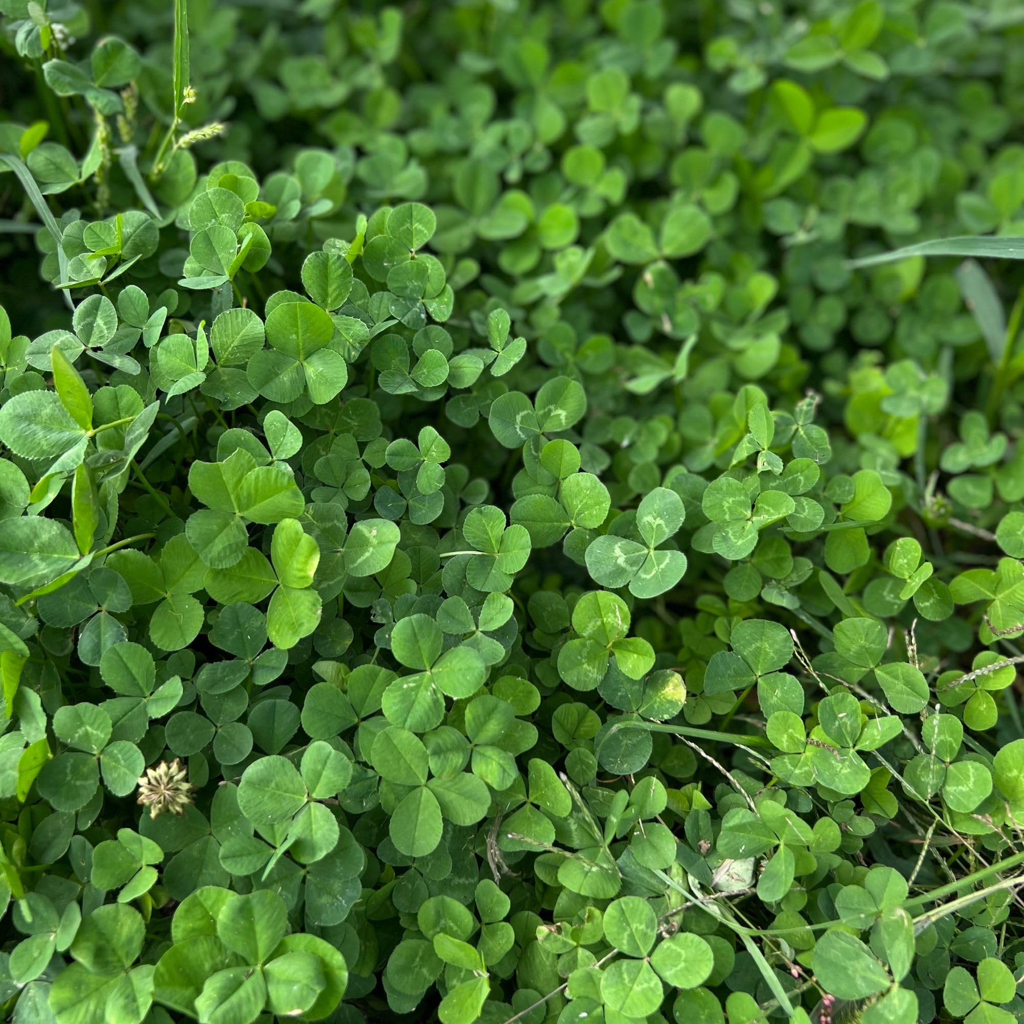 Mountain Valley Seed Co micro clover leaf close-up showing tiny leaves for lawn coverage.