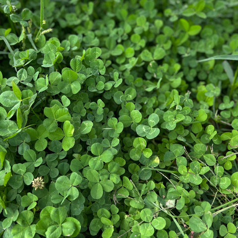 Mountain Valley Seed Co micro clover leaf close-up showing tiny leaves for lawn coverage.