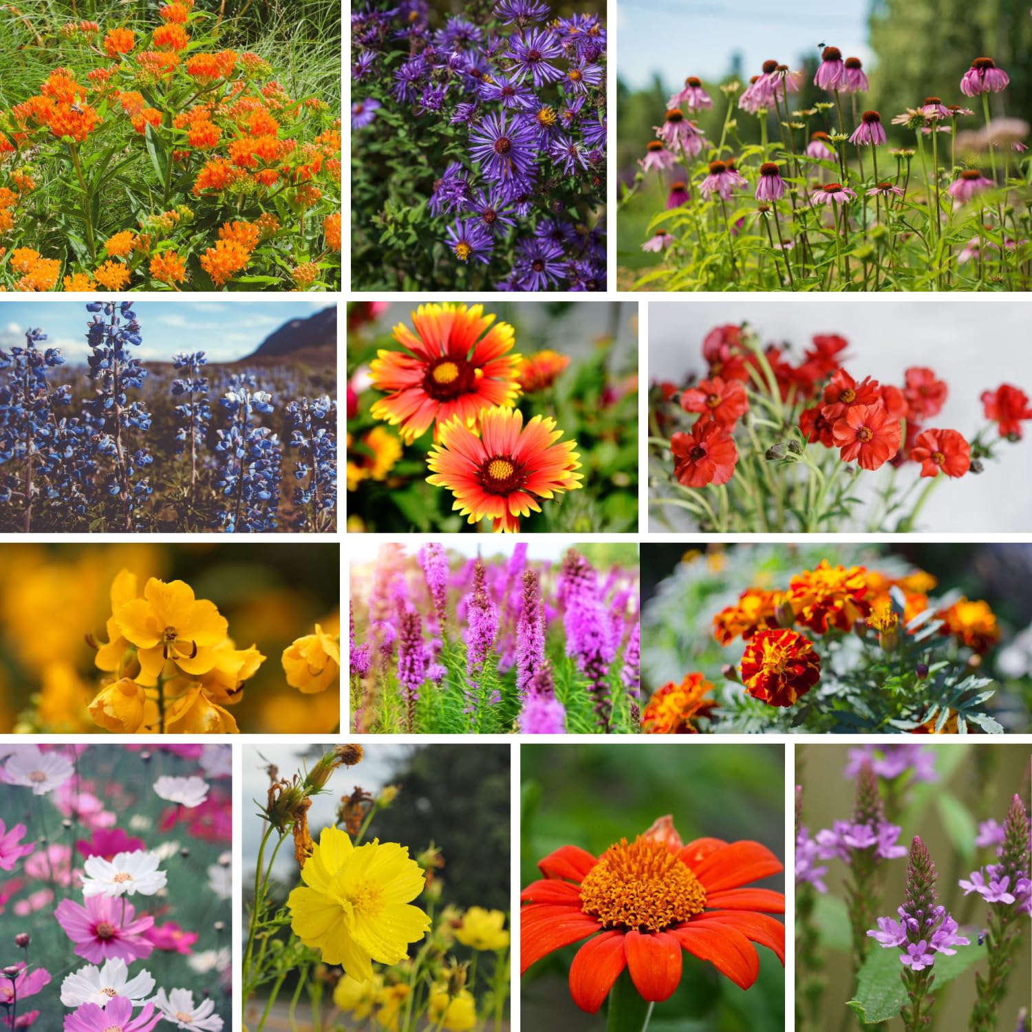 Mountain Valley Seed Company monarch habitat seeds attract butterflies and bees.