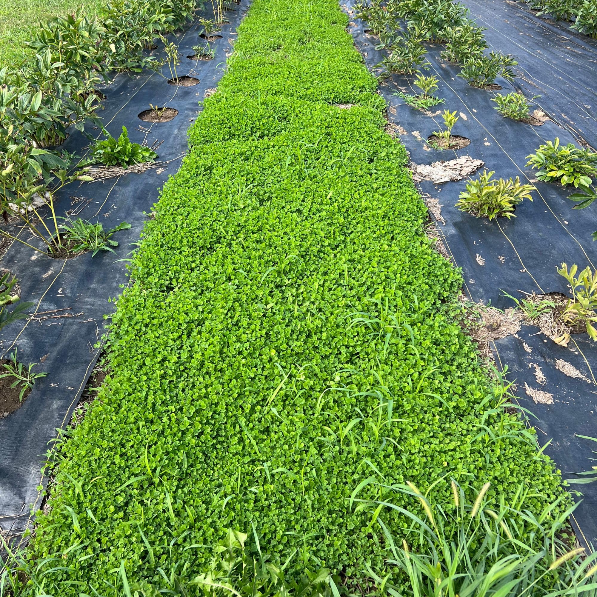 Mountain Valley Seed Co no-mow clover lawn visualization shows low height.