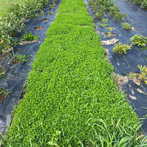 Mountain Valley Seed Co no-mow clover lawn visualization shows low height.