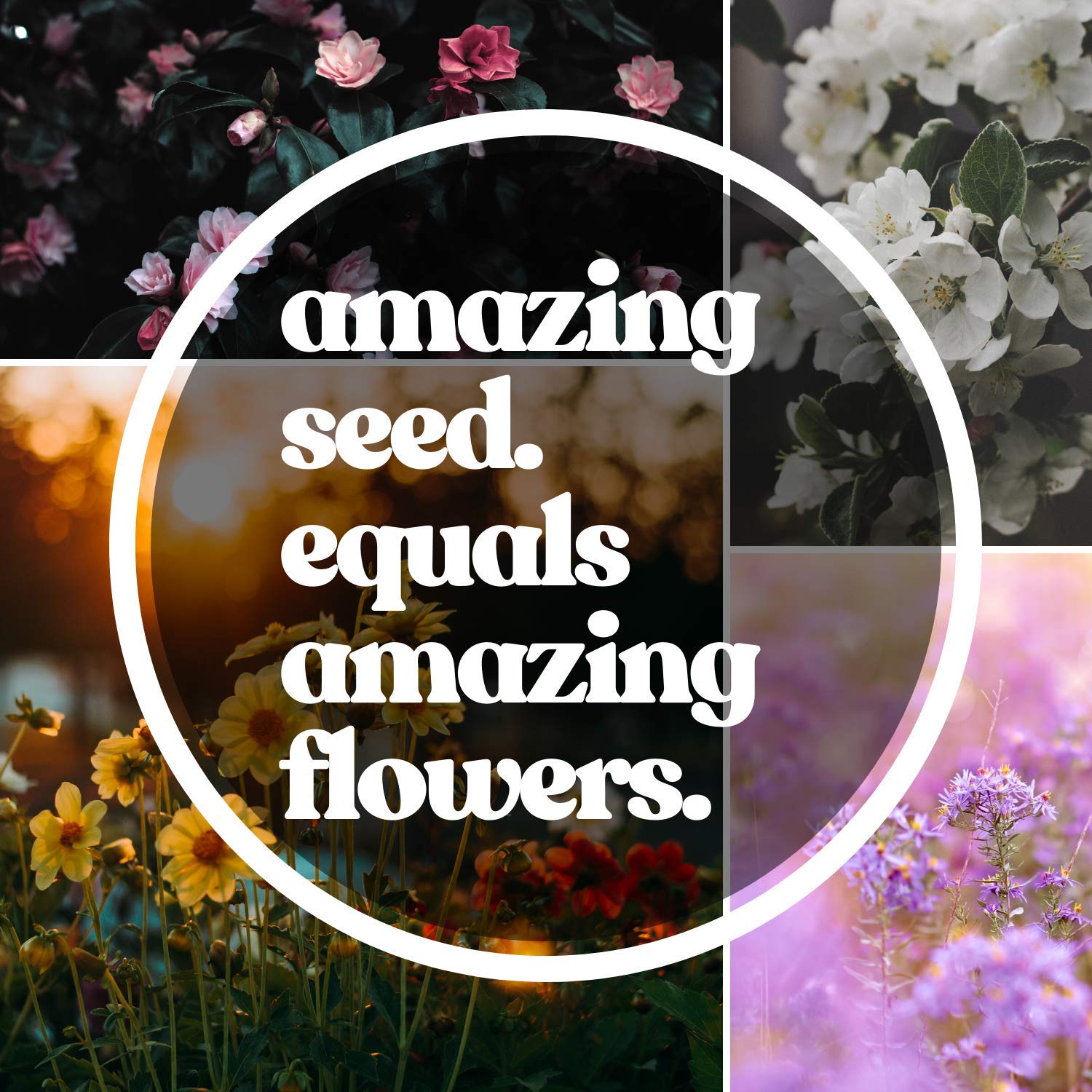Open-pollinated, non-GMO seeds for sustainable, self-sowing gardens.
