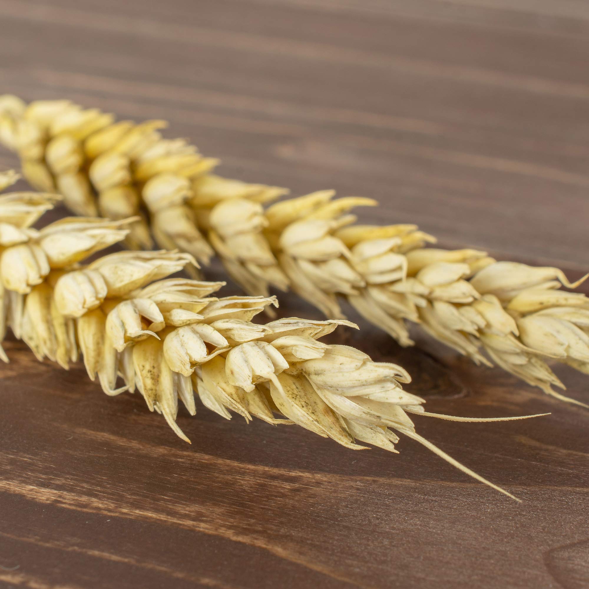 Mountain Valley Seed Company organic einkorn seeds packaged for long-term storage and preparedness.