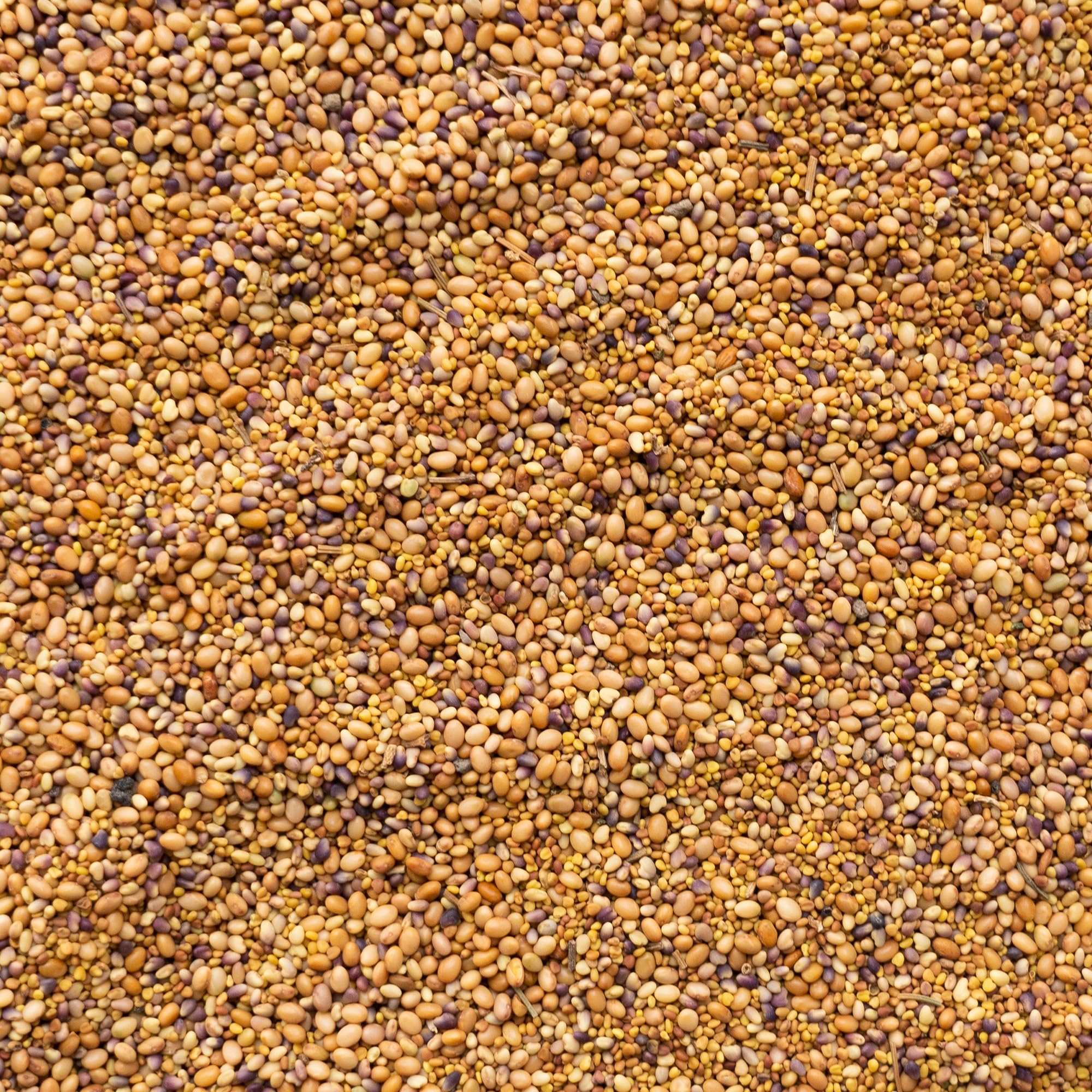 Mountain Valley red clover seeds ready for quick germination and early season soil cover.
