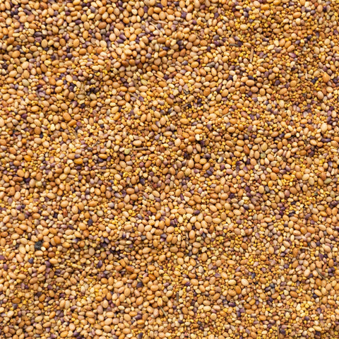 Mountain Valley red clover seeds ready for quick germination and early season soil cover.