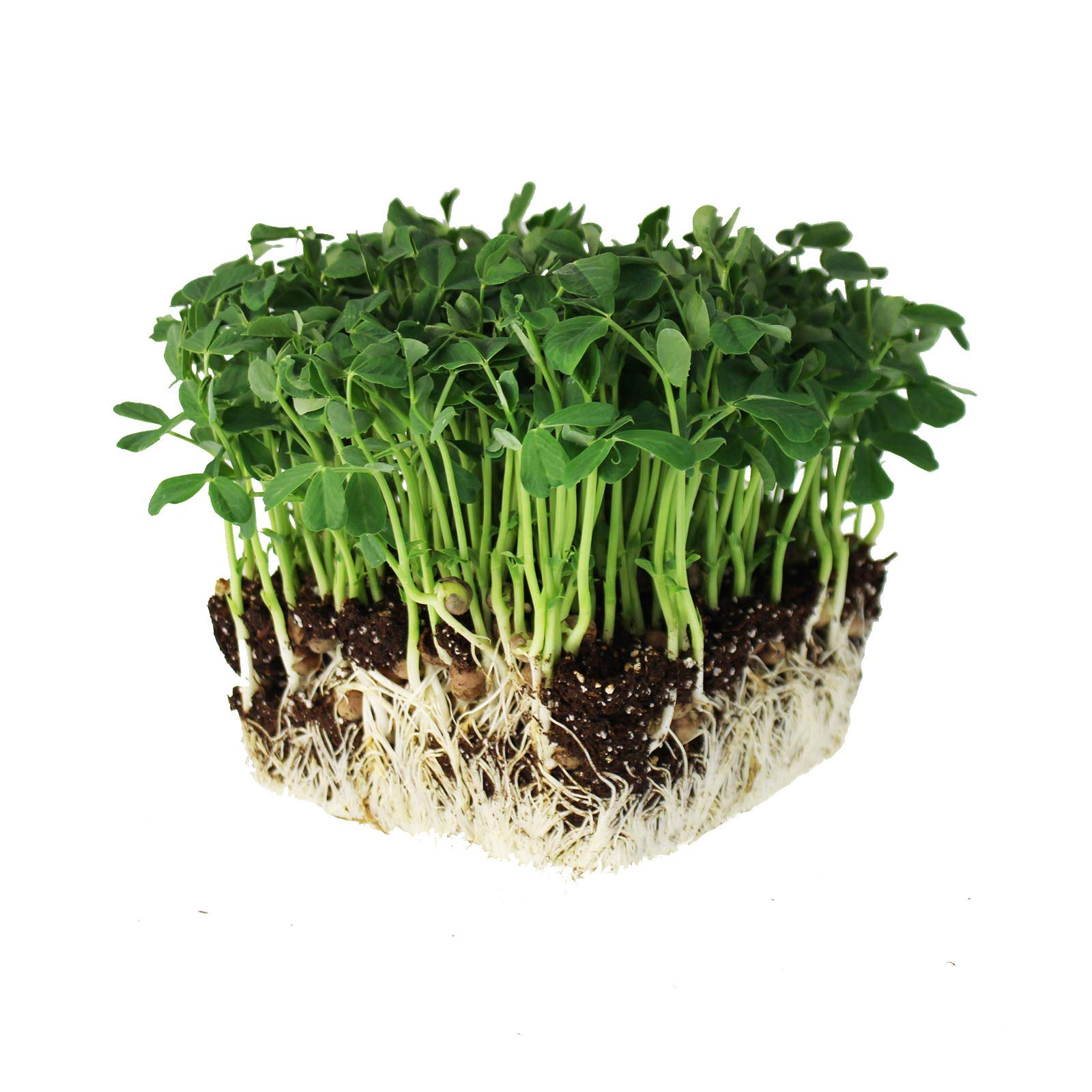 Mountain Valley Seed Company speckled pea seeds ready in a tray for fresh sprouts