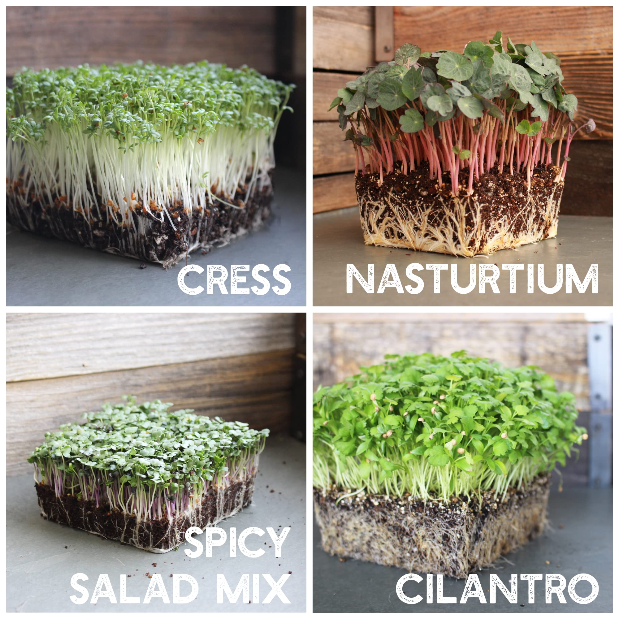 Mountain Valley Seed Company sunflower microgreens for crunchy texture in salads