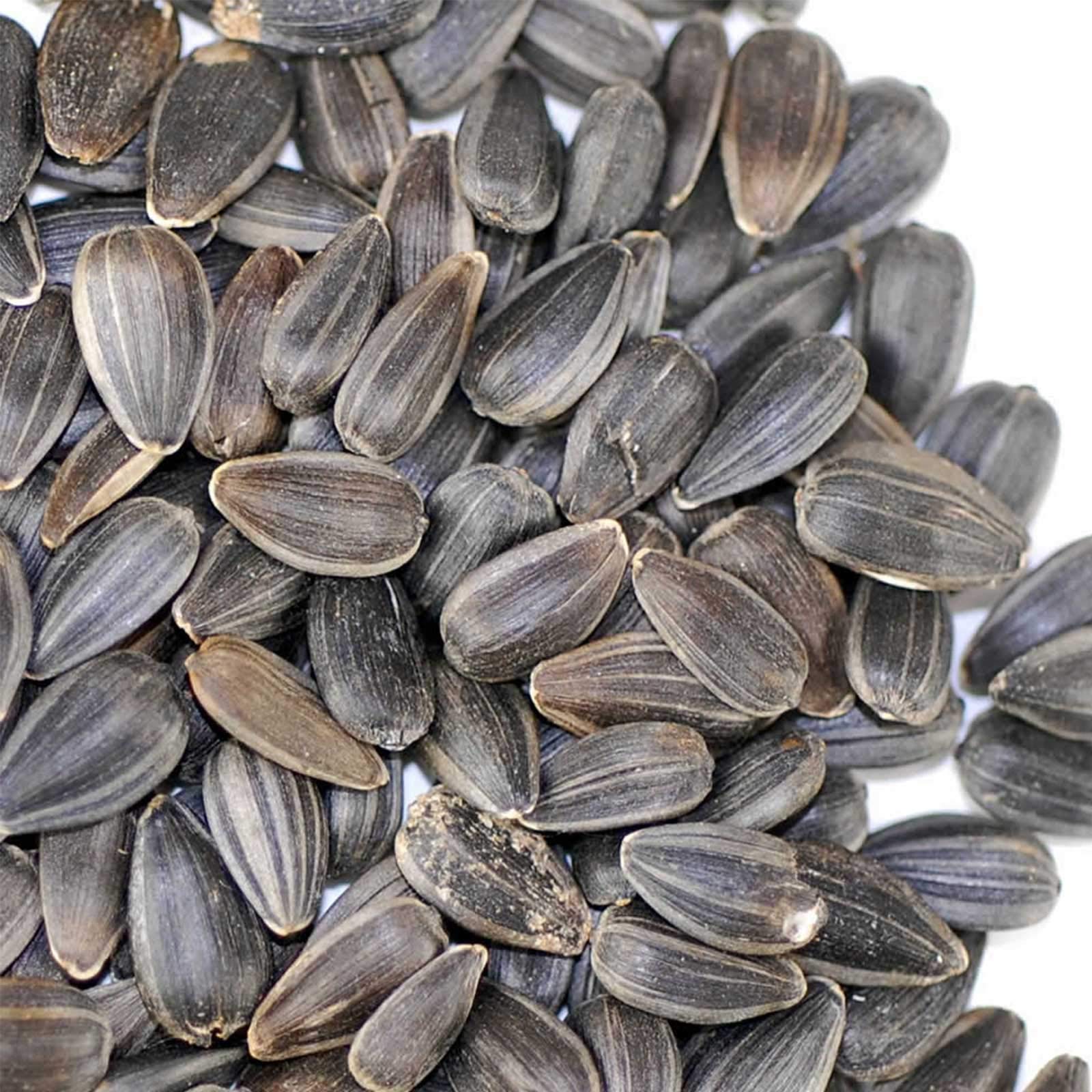 Mountain Valley Sunflower Seeds microgreens close-up showing rich color