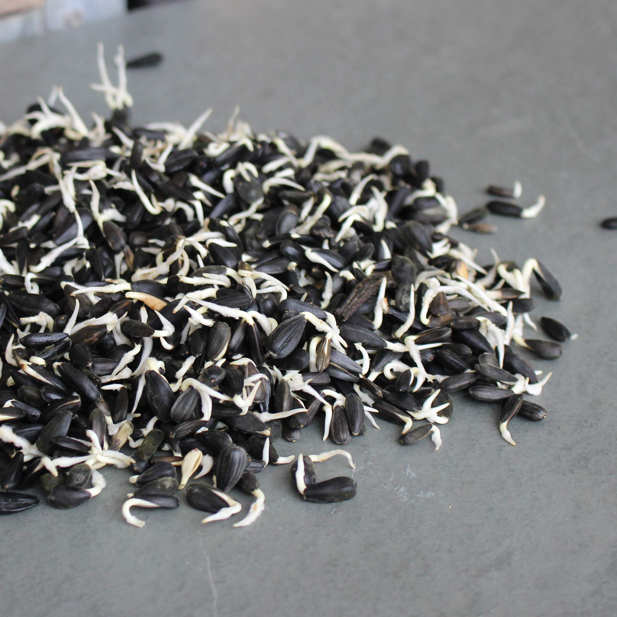 Non-GMO Mountain Valley Sunflower Seeds in bulk packaging for storage