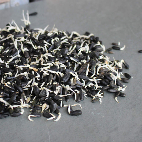 Non-GMO Mountain Valley Sunflower Seeds in bulk packaging for storage