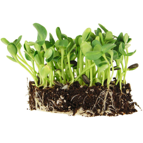 Mountain Valley Sunflower Seeds shell-on in a 5 lb bag for long-term sprouting