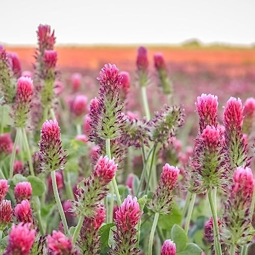 Mountain Valley white clover seeds ideal for pollinator-friendly ground cover.