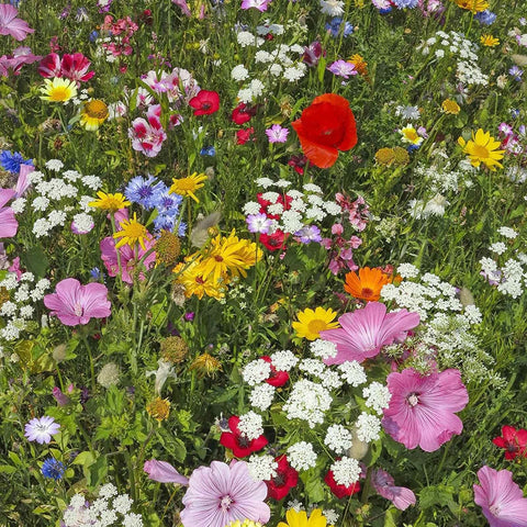 Mountain Valley Seed Co year-after-year pollinator garden start.