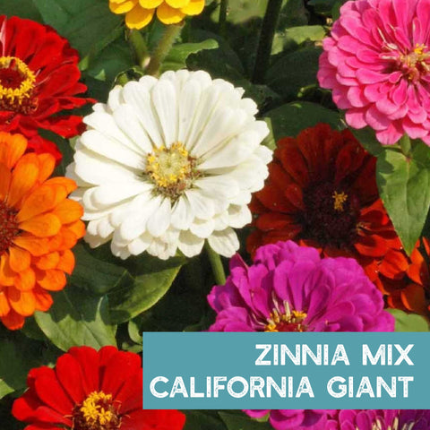 Mountain Valley Seed Company Zinnia border display attracts pollinators and color