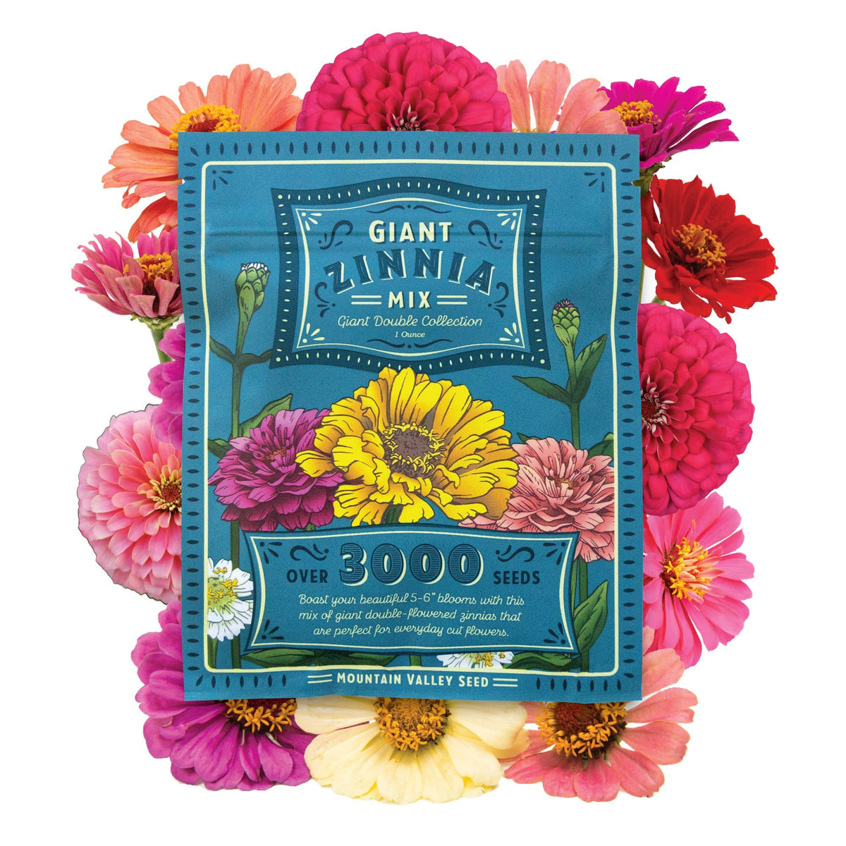 Mountain Valley Zinnia California Giant Mix blooms in vibrant colors for a striking garden display
