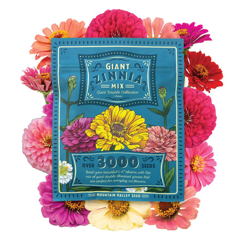 Mountain Valley Zinnia California Giant Mix blooms in vibrant colors for a striking garden display