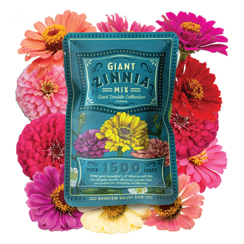 Mountain Valley Seed Company Zinnia California Giant Mix blooms brighten garden beds