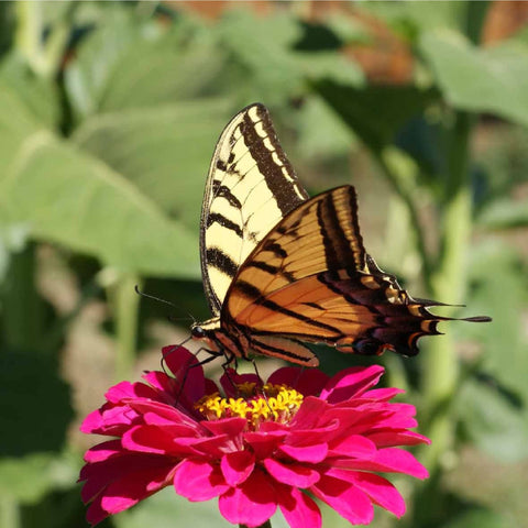 Zinnia bloom attracting pollinators in a garden setting