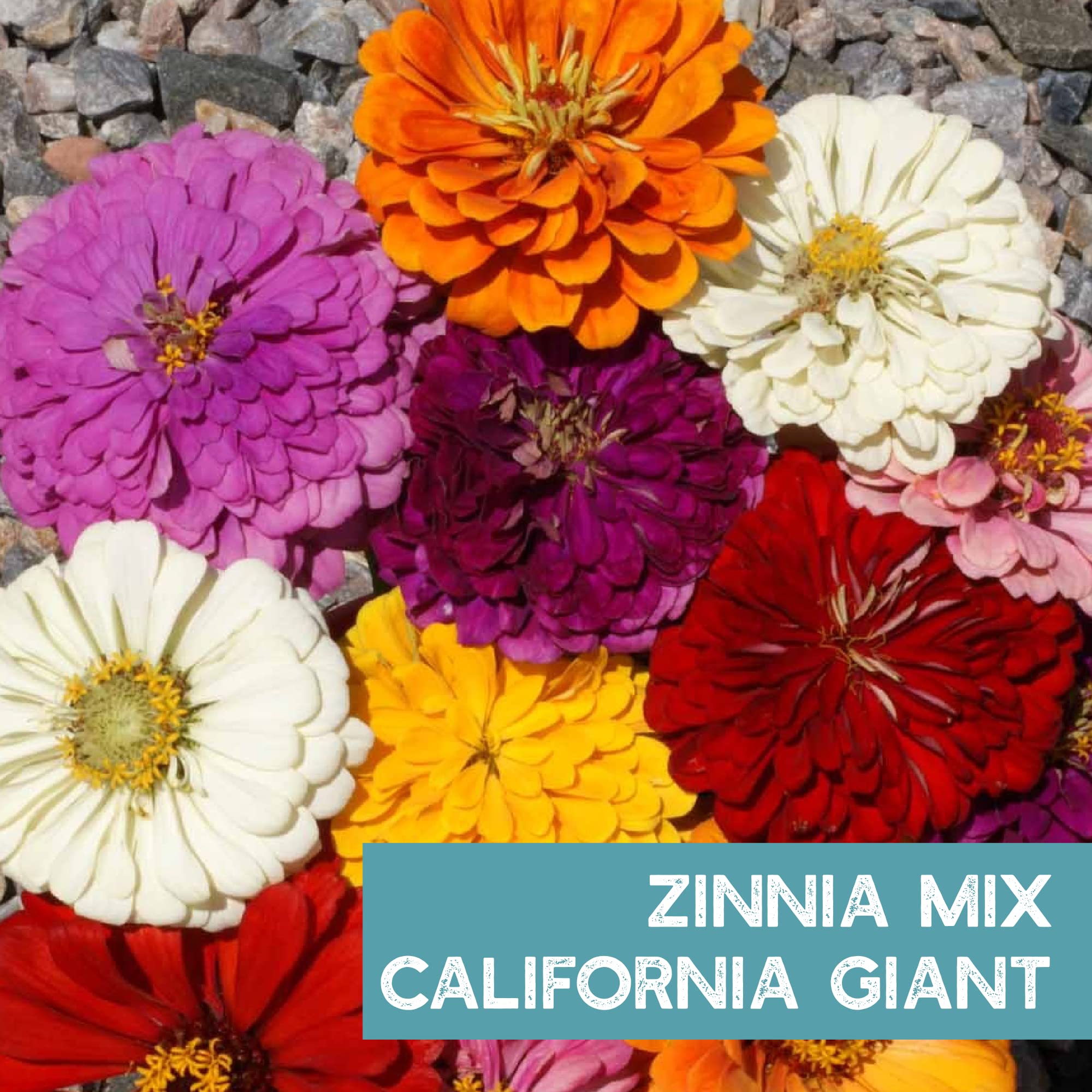 Mountain Valley Seed Company Zinnia seed packet packaging for easy planting
