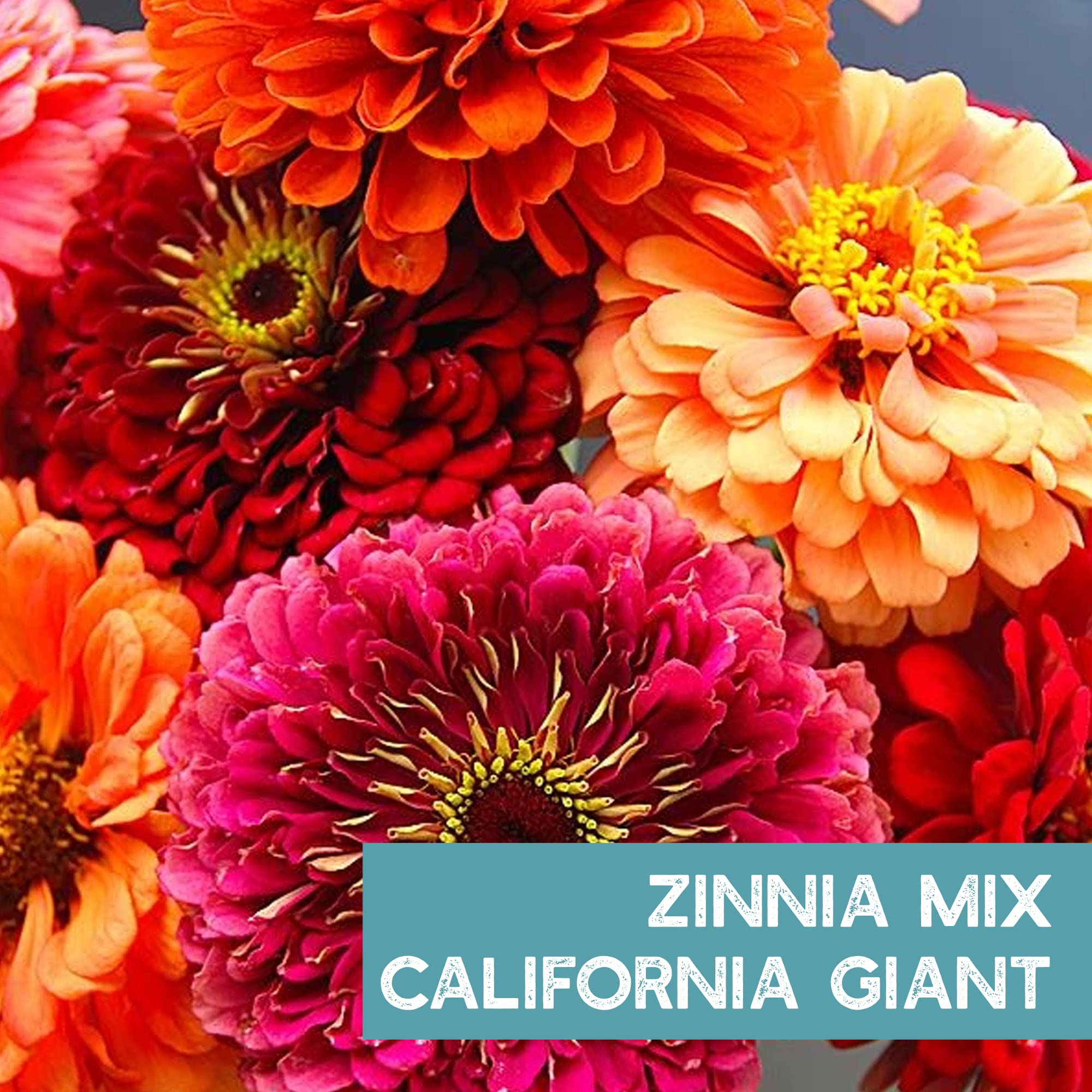 Mountain Valley Zinnia semi-dwarf variety ideal for patios, containers, and raised beds