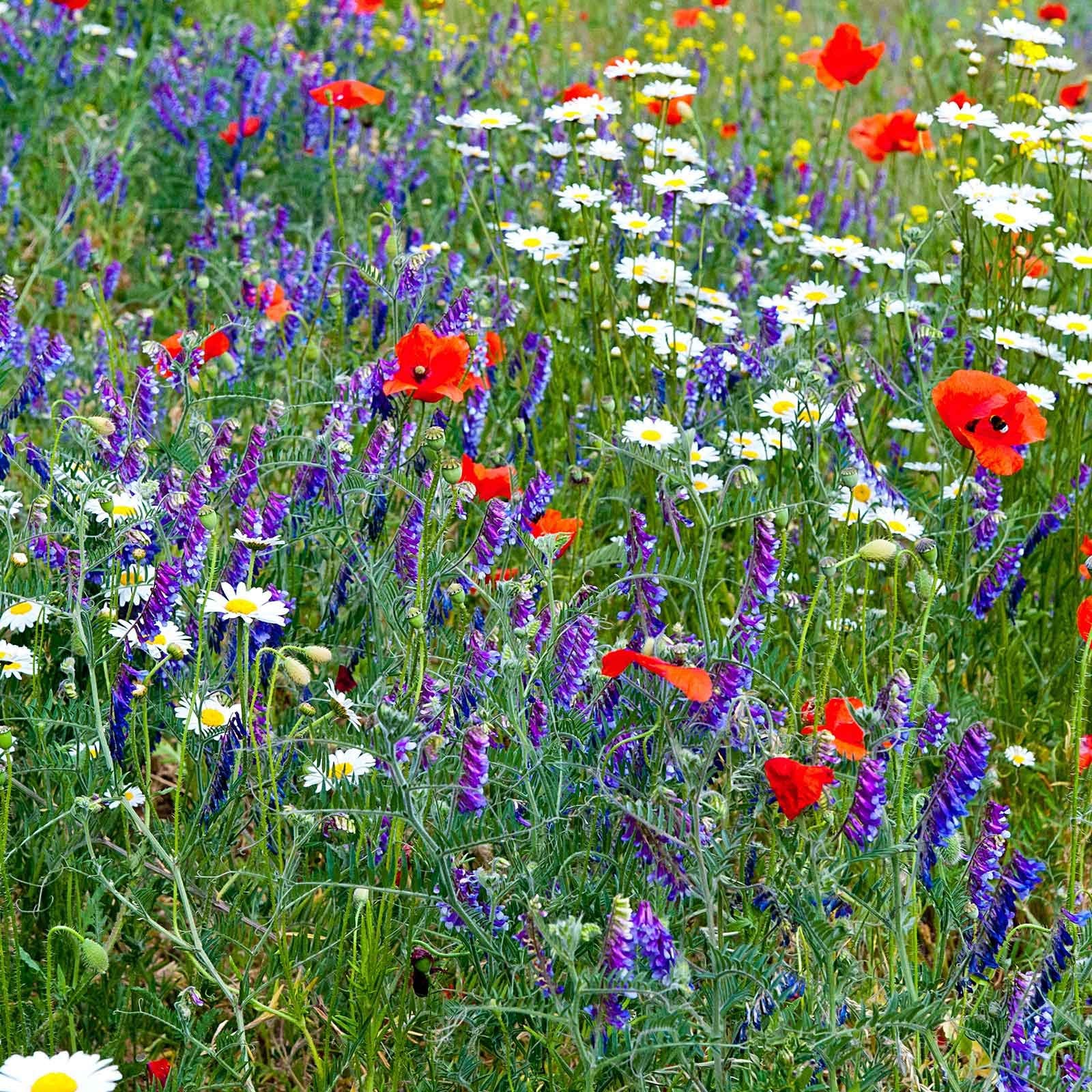 Mountain Valley Seed hand-packed gift-ready wildflower mix for gardeners.