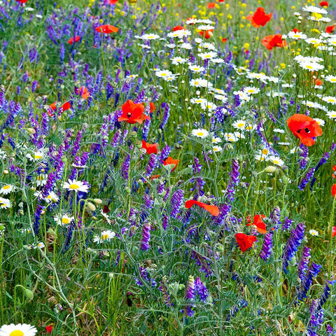 Mountain Valley Seed hand-packed gift-ready wildflower mix for gardeners.