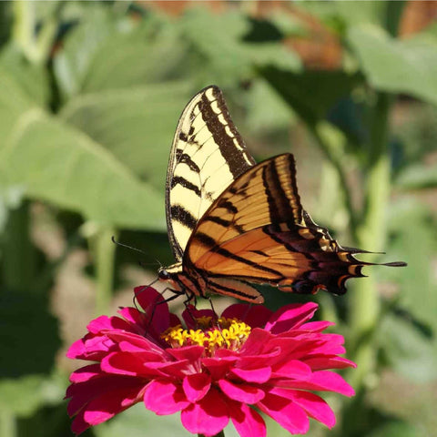 Zinnia border planting for bright garden edges