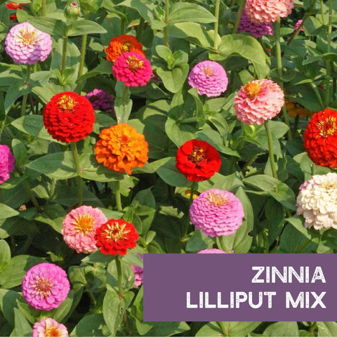 Zinnia germination timeline showing quick start from sowing