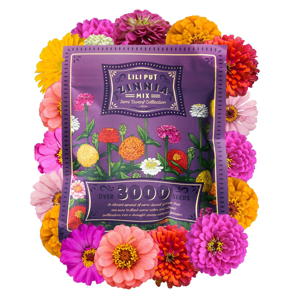 Mountain Valley Zinnia Lilliput bloom close-up for container gardens