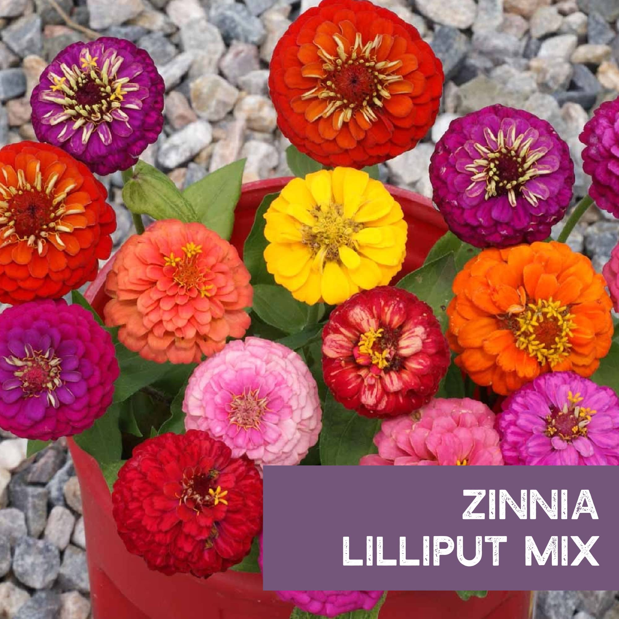 Pollinator-friendly Mountain Valley Zinnia attracting butterflies and bees