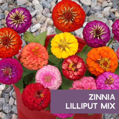 Pollinator-friendly Mountain Valley Zinnia attracting butterflies and bees